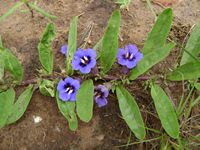 Aptosimum decumbens all5-t.JPG